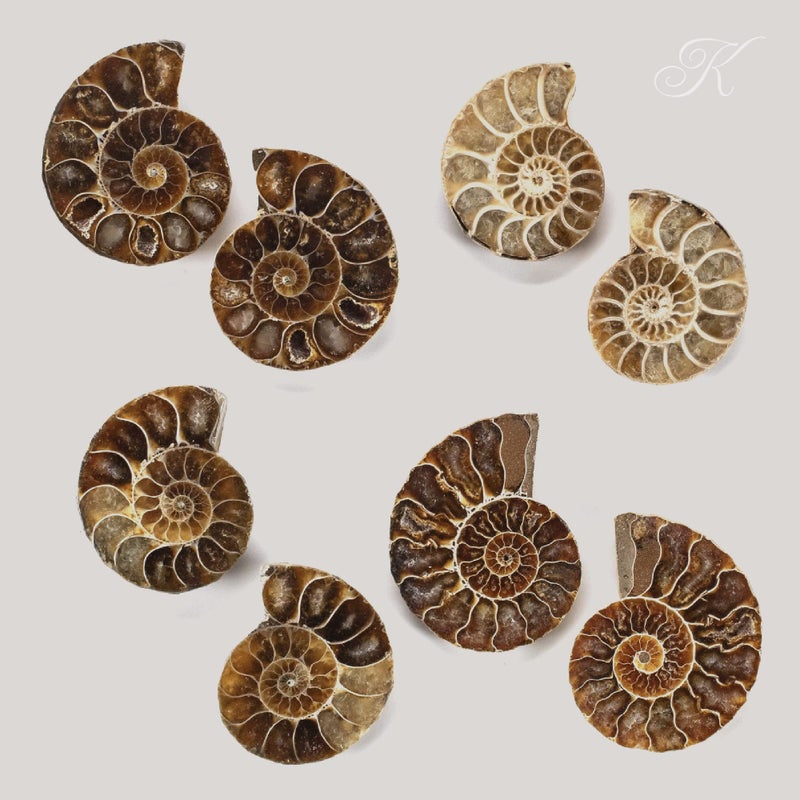 KALIFANO Extinct Natural Polished Ammonite Shell Pair Fossil Stone - Mineral from Madagascar with Feng Shui Healing Properties Thought to Bring Wealth, Prosperity, and Relaxation - Image 2